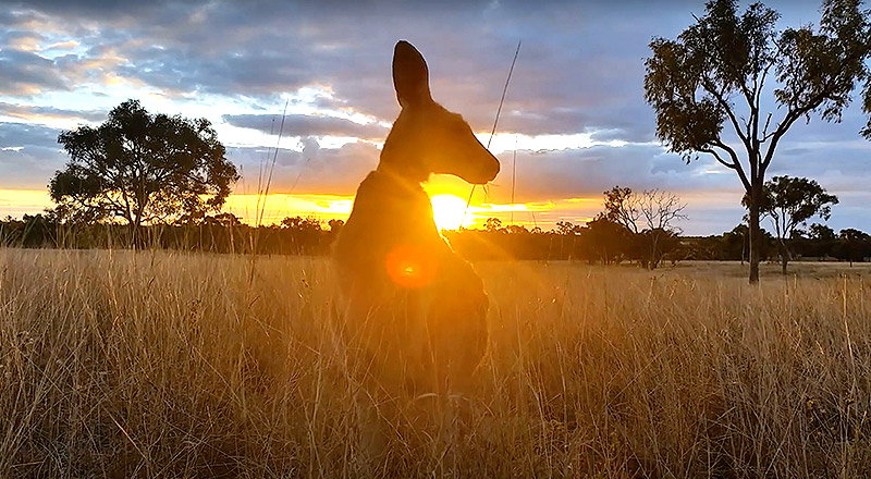 Welcome to Country Video - Catholic Schools Parramatta Diocese Ltd