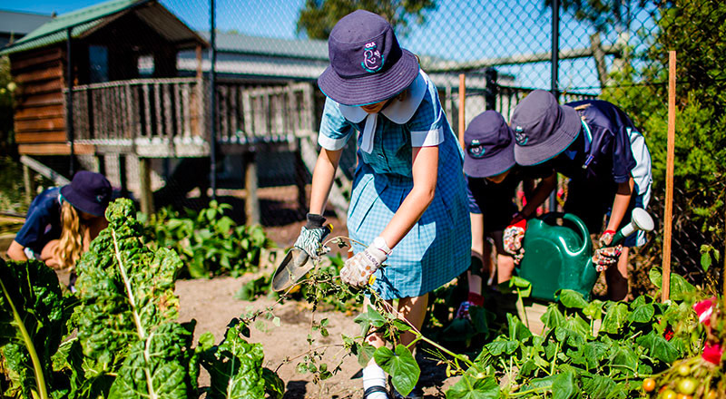 OLA Rouse Hill students gardening